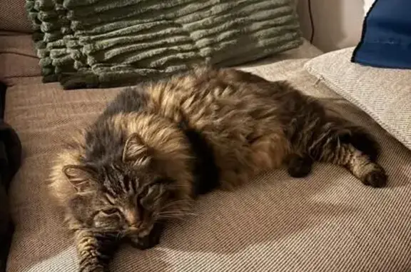 Perdu chat mâle, Rue Parmentier, 69, Montreuil - gros chat qui ronronne - photo