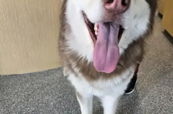 Found Собака, Vermillion Bluff...