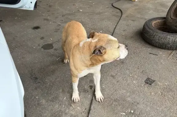 Animaux trouvés Toulouse, photo: Chien trouvé Garçon, Toulouse (ff585686)