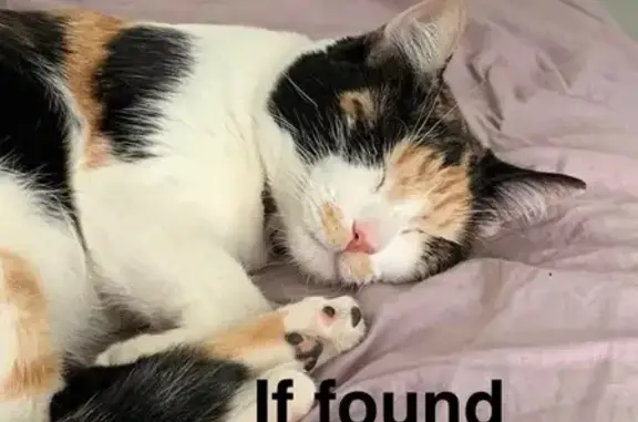 Lost Кошка, South 13th Street, 1320 1/2 1/2, Temple - orange mustache - photo