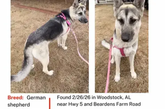 Found Собака, Female, Thrasher...