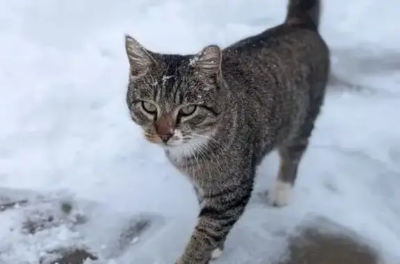 Lost Кошка Male, West 3500 South, 716, Bountiful - gray/brown coat with orange undercoat - photo