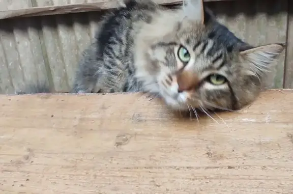 Animaux trouvés Paris, photo: Trouvé chat homme, Beaumont Saint-Cyr, Nouvelle-Aquitaine - tigré gris avec collier à clochettes