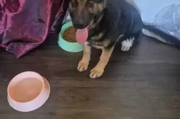 Missing dog Chicago, photo: Lost Собака Female, James Circle, 1105, Bloomfield, Chicago