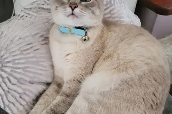 Perdu chat femelle, Chemin de la Vieille Grange, 278, Vedène - crème, blanche et grise avec collier bleu - photo