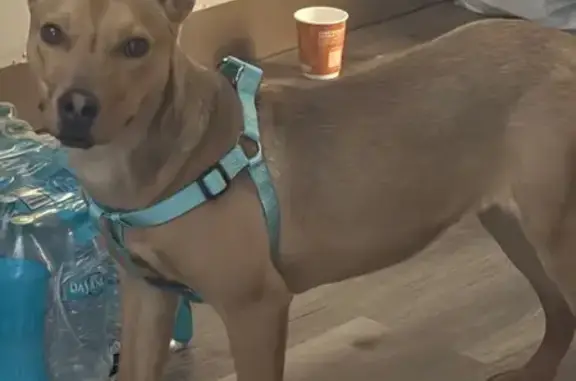 Lost собака, Frontage Road North, Fort Collins - medium sized, skiddish - photo