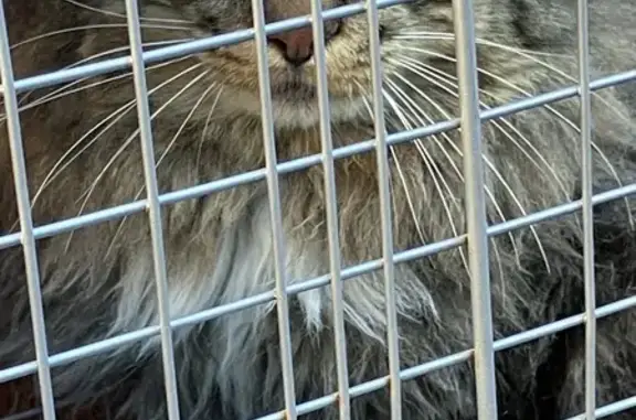 Found Кошка, Pequeno Court, 18...