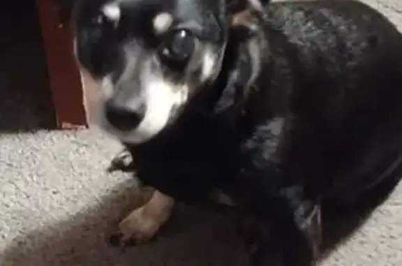 Lost Собака, U.S. 80, 21547, Wills Point - photo