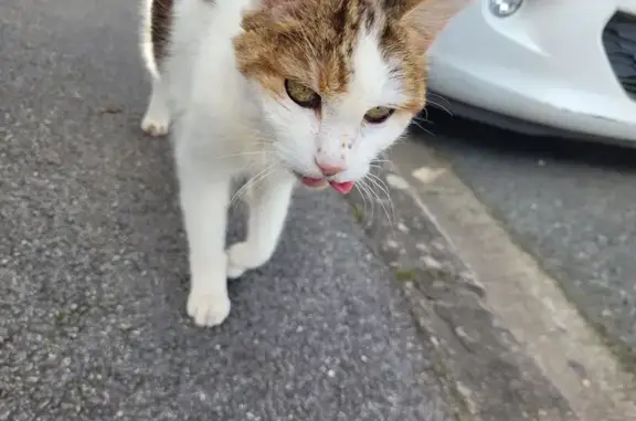 Animaux trouvés Vichy, photo: Trouvé chat, Rue du Gour du Puy, Montluçon - tricolore avec collier noir