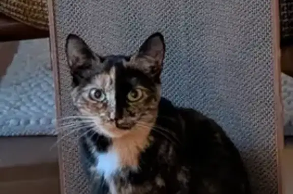 Perdu Chat Femme, Rue Louis Maisonneuve, 11, La Chapelle-sur-Erdre - vue samedi midi près de l'ancien Lidl - photo
