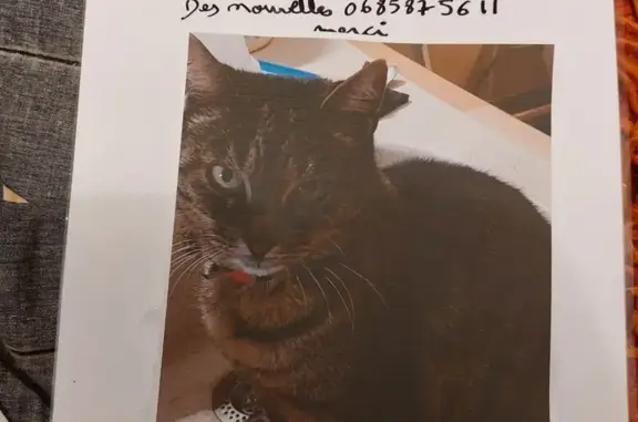 Animaux perdus Ambérieu-en-Bugey, photo: Perdu chatte, Rue de la Tour, 1, Ambérieu-en-Bugey - tigrée et pucée