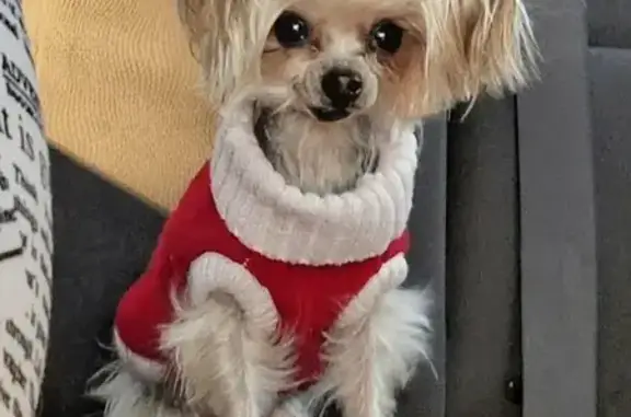 Lost Dog, Winter Springs, Florida - Male Yorkie with White Shirt - photo