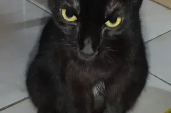 Gato encontrado