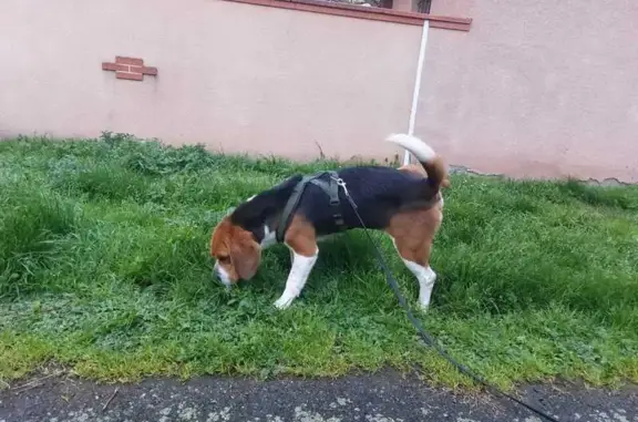 Chien trouvé Villeneuve-Tolosane, photo: Trouvé chien homme, Rue Edmond Piette, 7, Villeneuve-Tolosane - sociable
