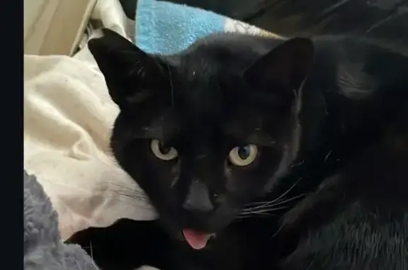 Gato Negro Perdido en Salteras, Andalucía