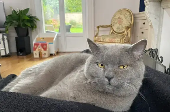 Perdu chat mâle, Rue Vulfran Warmé, 136, Amiens - gris avec des yeux jaunes - photo