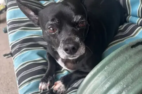 Lost Собака, Sandy Nell Road, 1054, Breaux Bridge - small chihuahua mix with epilepsy - photo