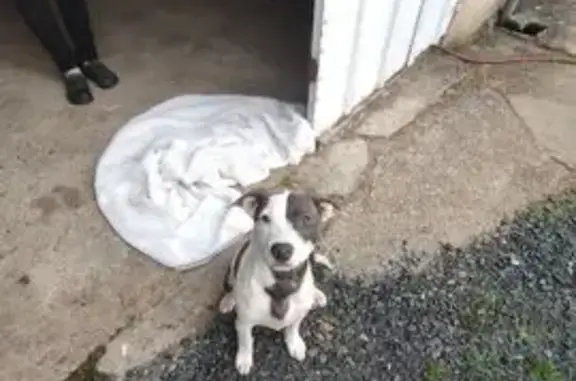 Animaux trouvés Gonesse, photo: Trouvé Chien Femme, Le Lude, Pays de la Loire - Blanc et noir