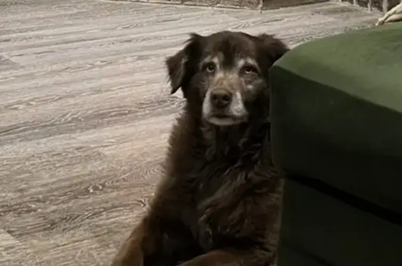 Lost Собака, Female, South Willow Wind Drive, 9827, Midwest City - blue eyed Aussie - photo