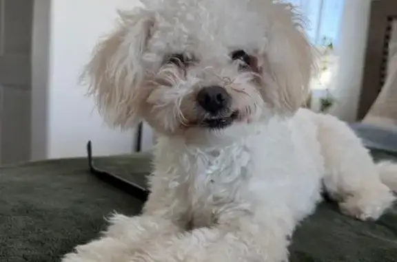 Lost Собака, Trinket Circle, 2075, San Jacinto - Maltipoo with underbite - photo