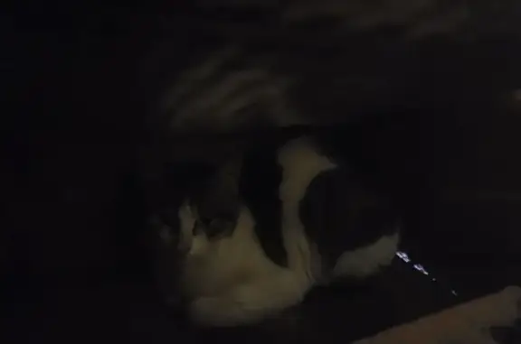 Chat trouvé Allennes-les-Marais, photo: Trouvé chat tigré et blanc, Rue du Tilleul, Paris