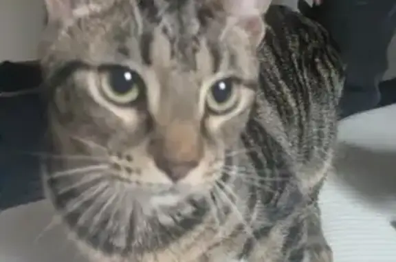 Missing cat Ravenna, photo: Lost Cat, Female, West Riddle Avenue, 213, Ravenna - pink collar with a bell