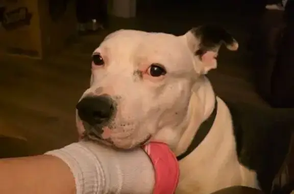 Lost Собака, Deer Creek, 490, Spring Branch - black brown brindle with white shoulders - photo