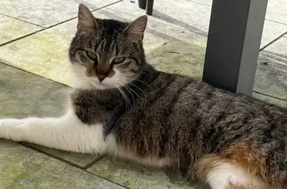 Animaux trouvés Campbon, photo: Trouvé chat, Route de Savenay, Campbon - affamé et perdu
