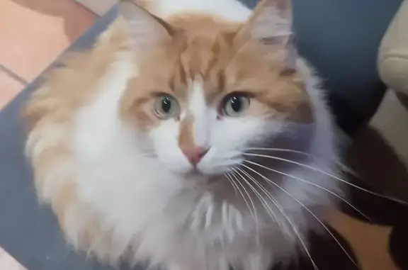 ¡Se Busca! Gato Naranja y Blanco Perdido