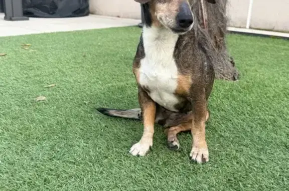 Animaux trouvés Paris, photo: Trouvé chien homme, Misérieux, Auvergne-Rhône-Alpes - femelle croisée jack russell teckel