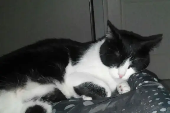 Chat perdu, Paris, photo: Perdu chat mâle, Impasse Pablo Neruda, 11, Alénya, Paris - noir et blanc, très peureux
