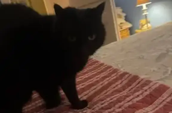 Animaux perdus Paris, photo: Perdu chatte, Rue Gilbert Grandval, 7, Épinal - noire