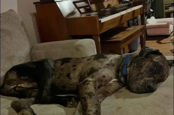 Lost собака, Sherwood Lane, London, Lexington - black and gray merle with a blue collar - photo