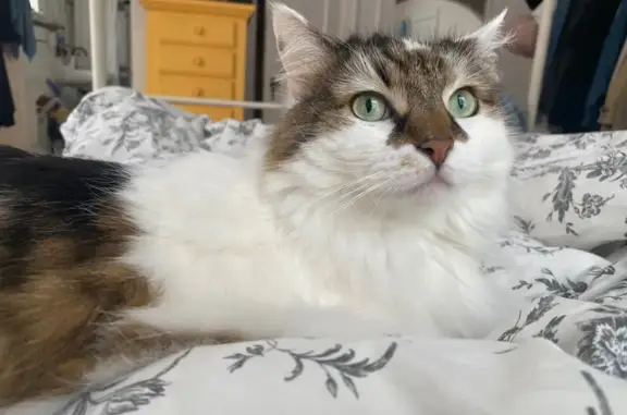 Lost кошка, East 40th Street, 729, Savannah - fluffy with brown tortoiseshell patches - photo