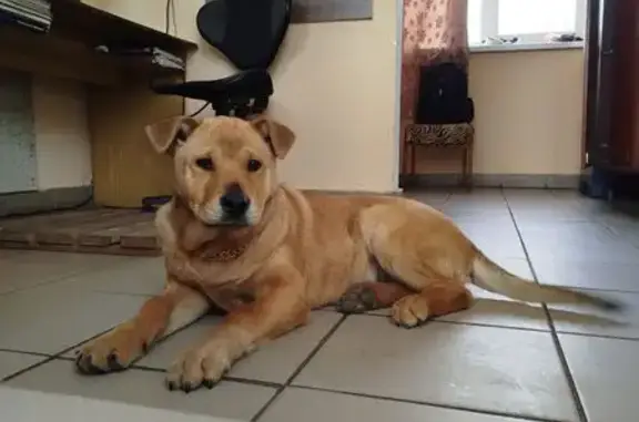 Зникла руденька собака в Івано-Франківську