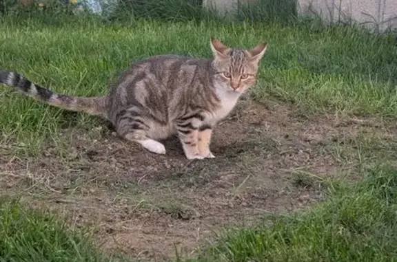 Animaux trouvés Chalon-sur-Saône, photo: Trouvé chat jeune et joueur, Chaleins, Chalon-sur-Saône