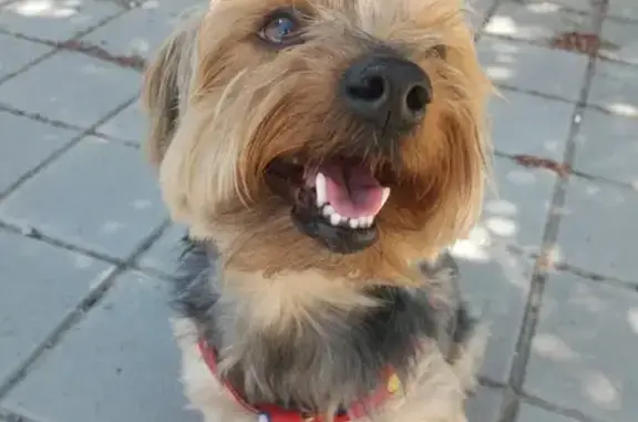 Yorkshire Perdido en Relleu: 14 Años, Sin Cola