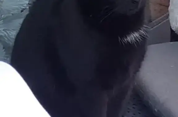 Animaux perdus Trélazé, photo: Perdu chatte, Rue des Toises, 30, Trélazé - entièrement noire avec une petite zone de poils blancs