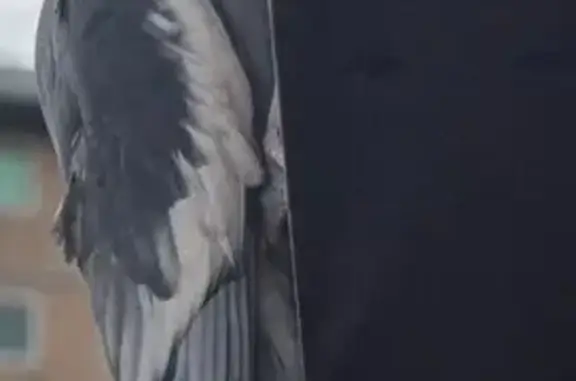 Found early this morning, calling out a lot and clinging to my balcony.