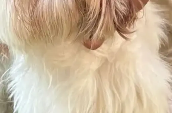 Lost Собака, Male, High Mesa Drive, 3427, Dallas - pink leash - photo