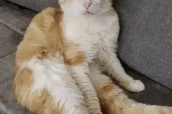 Perdu chat mâle, Rue Joseph Béghin, Thumeries - roux clair et blanc - photo