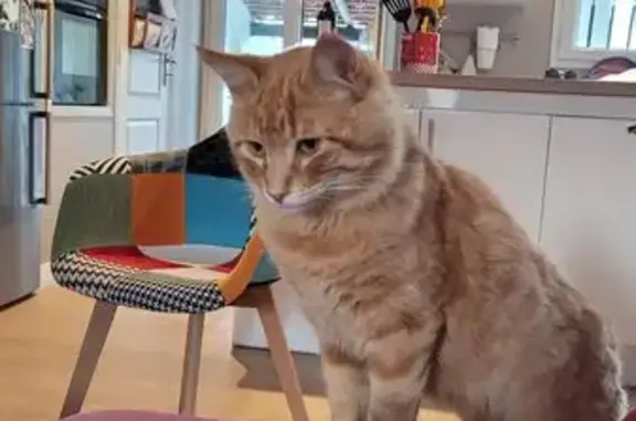 Chat perdu, Saleilles, photo: Perdu Chat mâle, Rue Aristide Briand, 4, Saleilles - roux castré