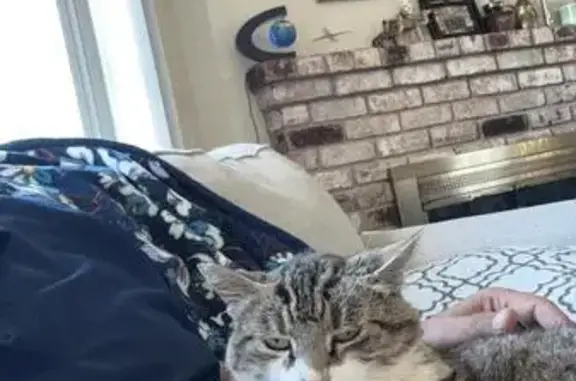 Missing cat South San Francisco, photo: Lost Кошка, Camaritas Avenue, 347, South San Francisco - 12 pound, gray body with white chest