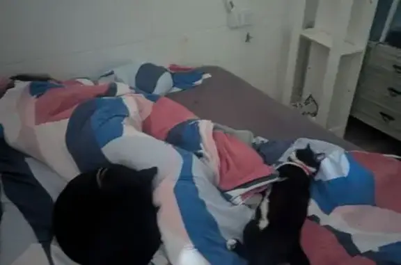 Gato Perdido: Negro con Manchas Blancas en San Pedro