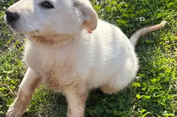 Found собака, Desvoignes Road,...