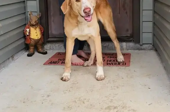 Found Собака, Male, Alexander,...