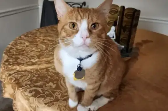 Missing cat Gadsden, photo: Lost Cat, Hargrove East Road, 1625, Tuscaloosa - bright orange tabby with blue collar