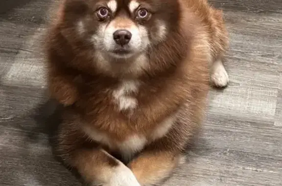 Lost собака, Cook Avenue, 10748, Oak Lawn - Pomsky, light brown with white patch - photo