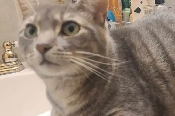 Lost male cat, Dewitt Road, 5284, Cross Lanes - timid tabby with collar - photo