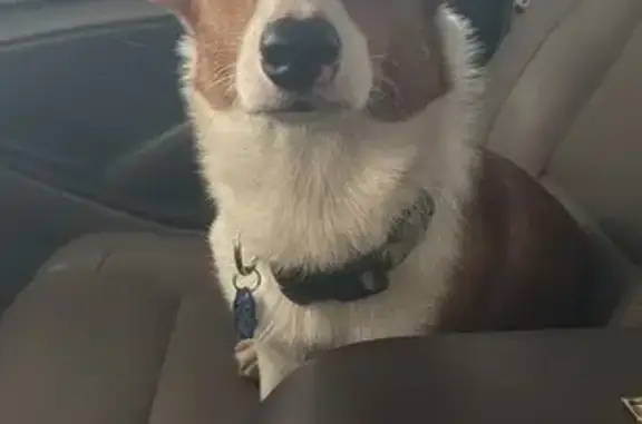 Lost Собака, Texas 11, Sherman - Welch corgi named Botas - photo